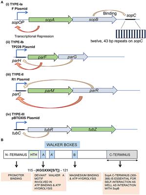 Catching a Walker in the Act—DNA Partitioning by ParA Family of Proteins